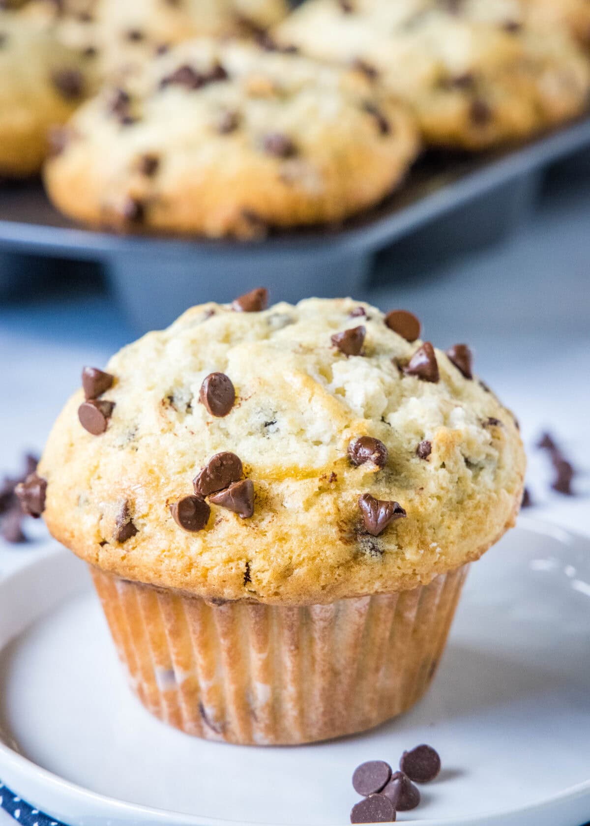 bakery chocolate chip muffin on a white plate