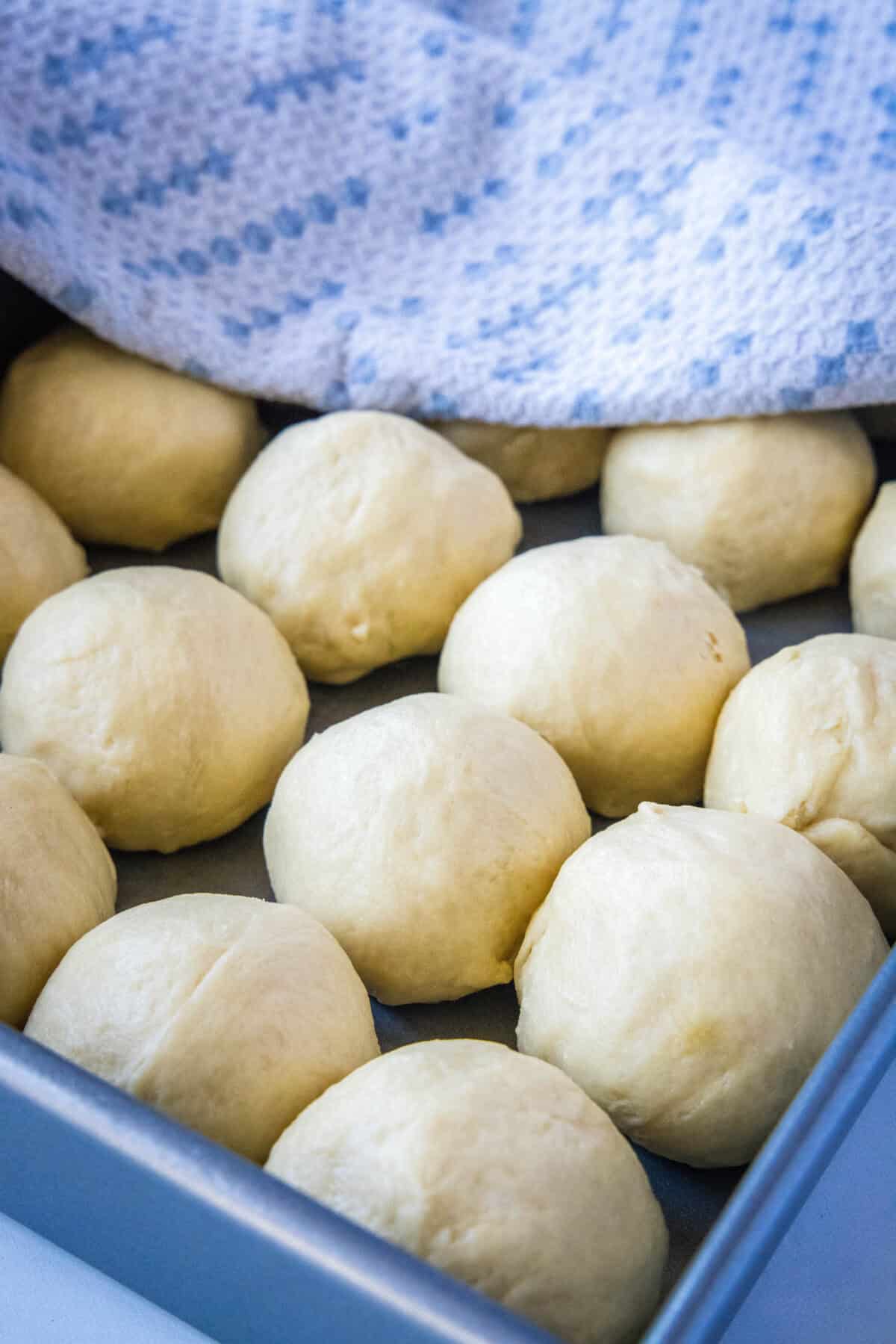 shaped rolls in baking tray ready to rise